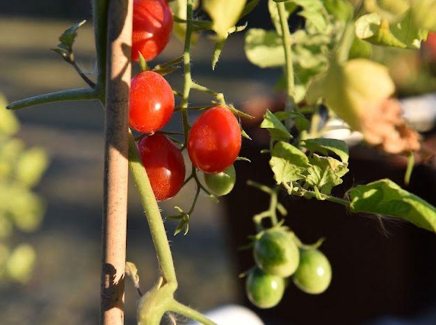 في مهرجان الزهور الثالث.. زهور ومشاتل تجذب محبي الزراعة