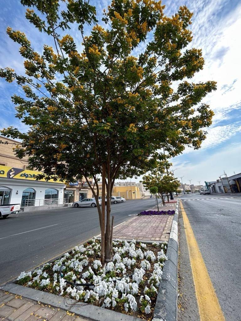  الزراعة بأشجار وشجيرات متنوعة لزيادة الغطاء النباتي في بقيق.