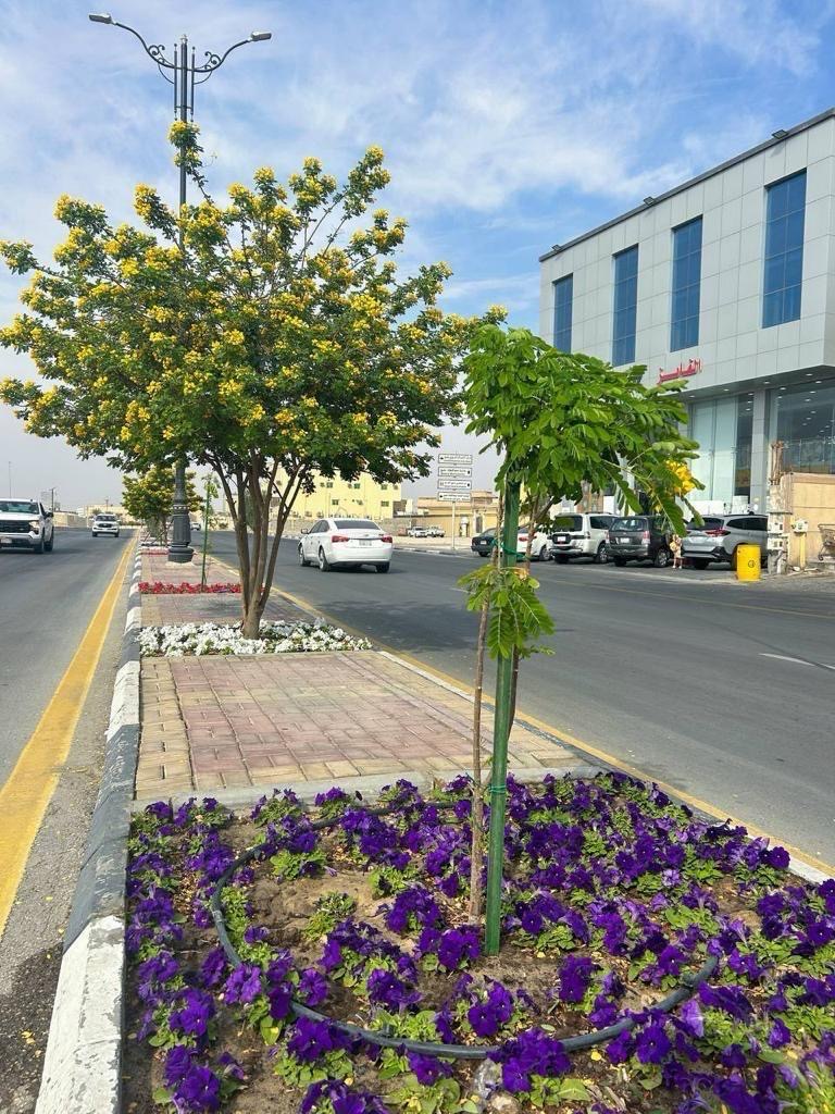  الزراعة بأشجار وشجيرات متنوعة لزيادة الغطاء النباتي في بقيق.