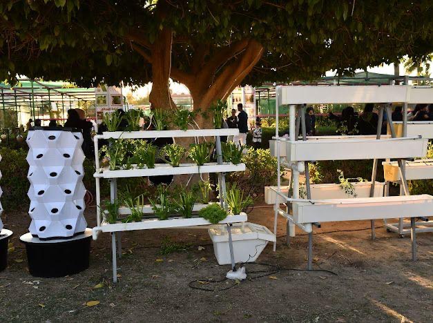 في مهرجان الزهور الثالث.. زهور ومشاتل تجذب محبي الزراعة