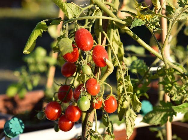 في مهرجان الزهور الثالث.. زهور ومشاتل تجذب محبي الزراعة