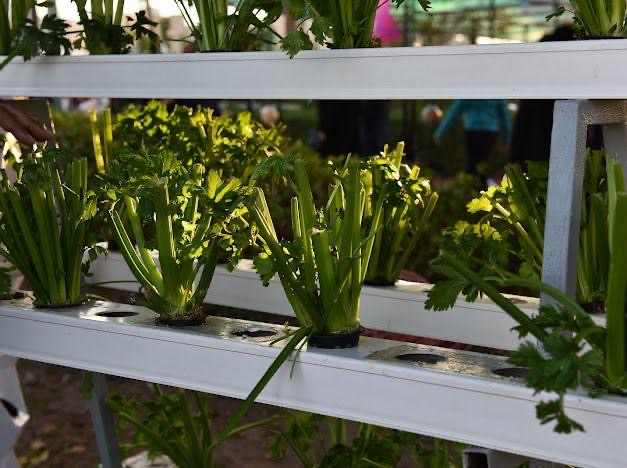 في مهرجان الزهور الثالث.. زهور ومشاتل تجذب محبي الزراعة